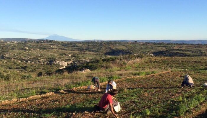 2013-2016 coltivazione zafferano