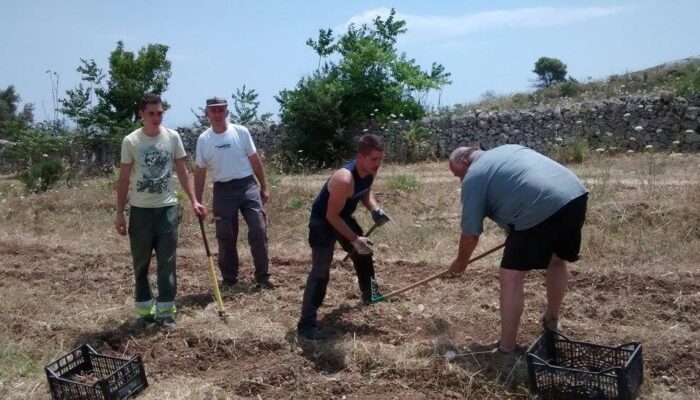 2014-2020 - La Toupie espianto bulbi zafferano