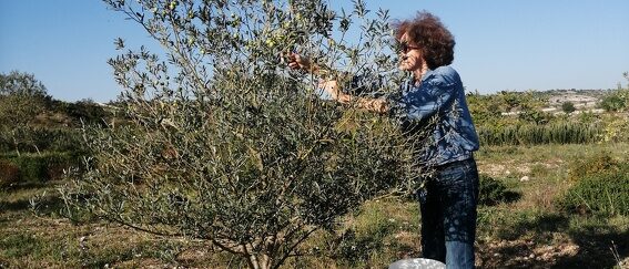 2023 Raccolta prime Olive con Simonne