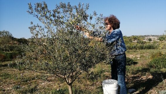 2023 Raccolta prime Olive con Simonne